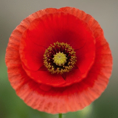 African mango extract pills in an open bottle with fresh mangoes