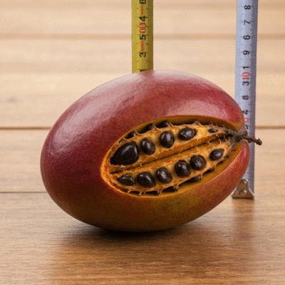 Close-up of African mango fruit and seeds on a rustic wooden table, with a measuring tape subtly in the background